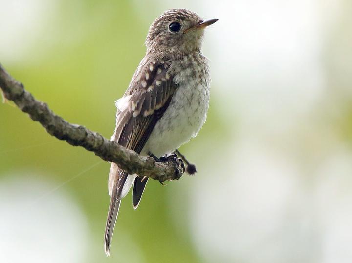 Asian Brown Flycatcher