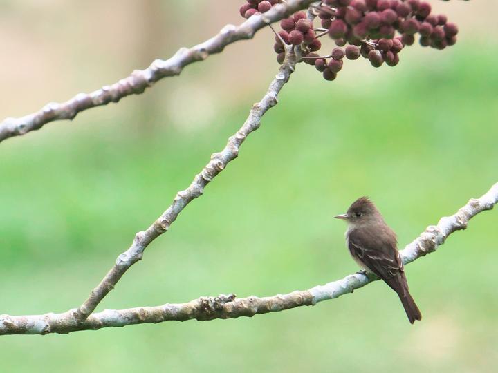 Northern Tropical Pewee