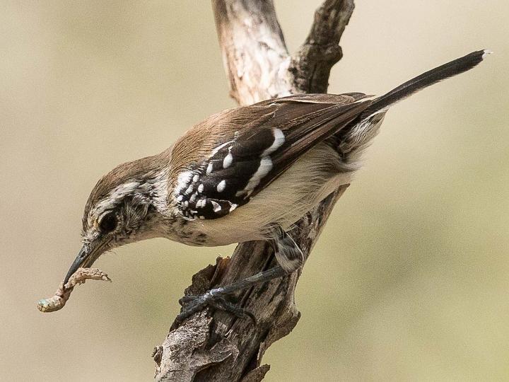 Northern White-fringed Antwren