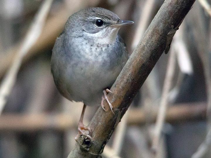Baikal Bush Warbler