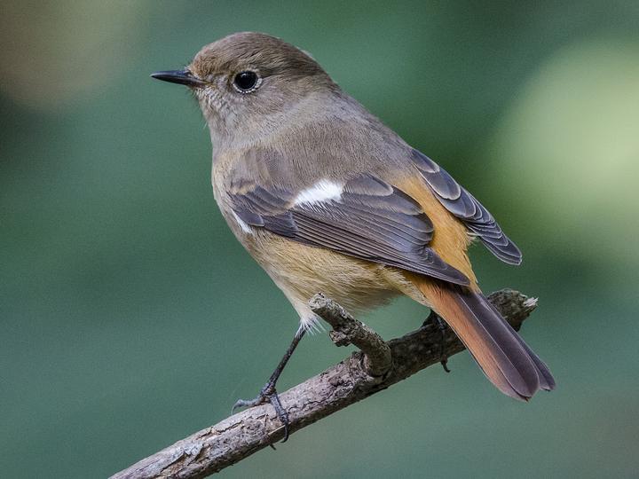 Daurian Redstart