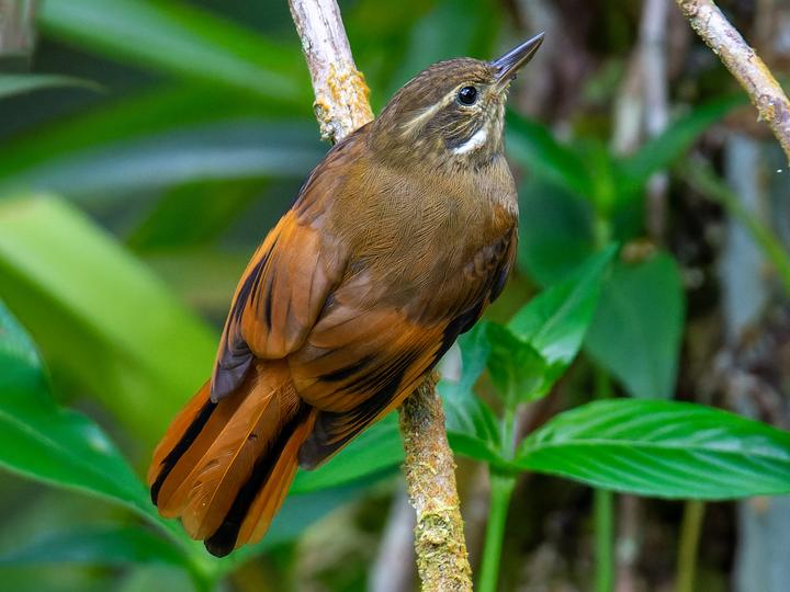 Northern Plain Xenops