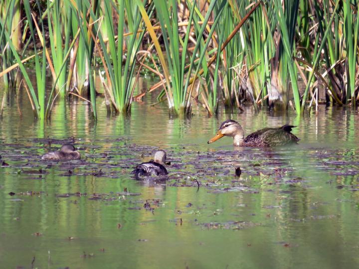 Mottled Duck