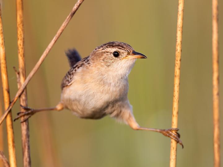 Sedge Wren