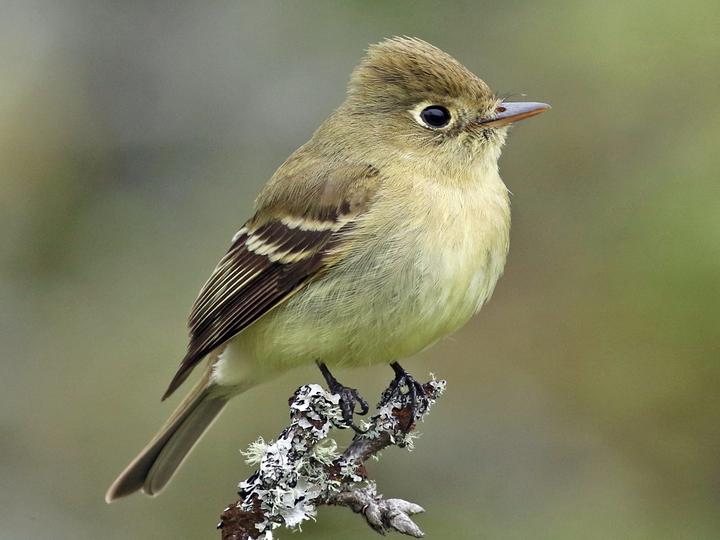 Western Flycatcher