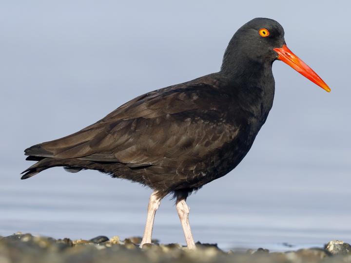 Black Oystercatcher