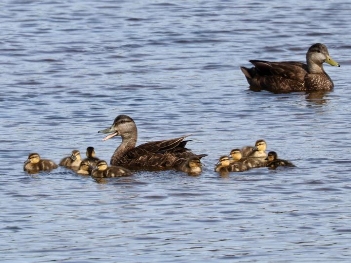 American Black Duck