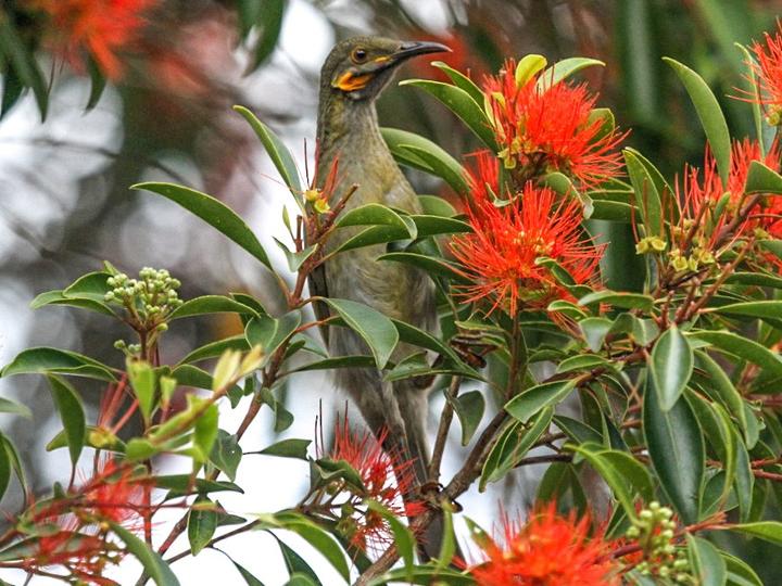 Fiji Wattled Honeyeater