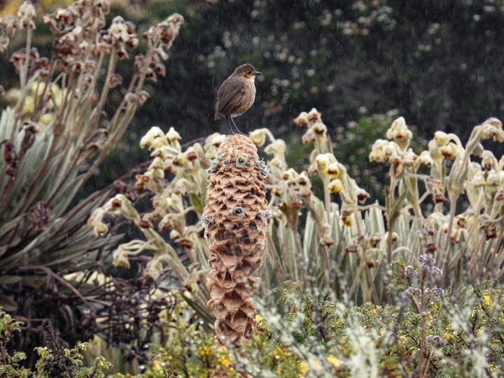 Boyaca Antpitta
