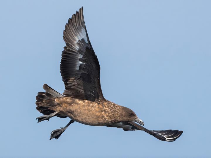 Great Skua