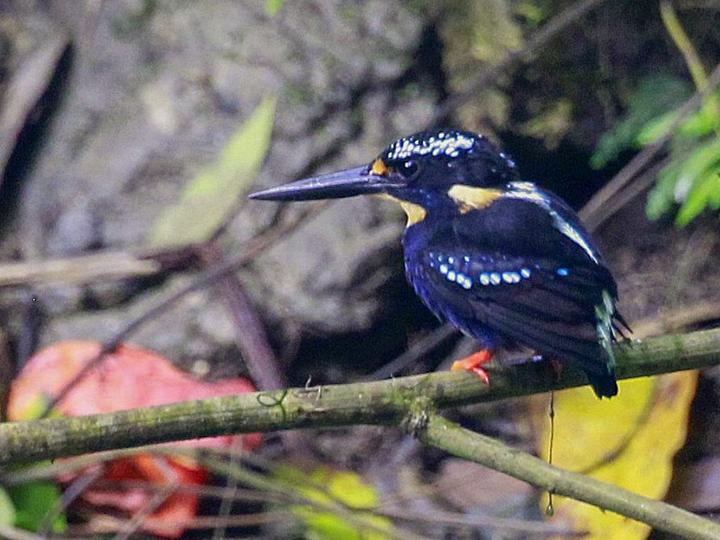 Northern Silvery Kingfisher
