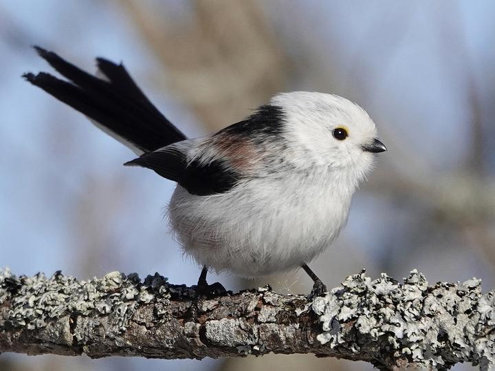 Long-tailed Tit