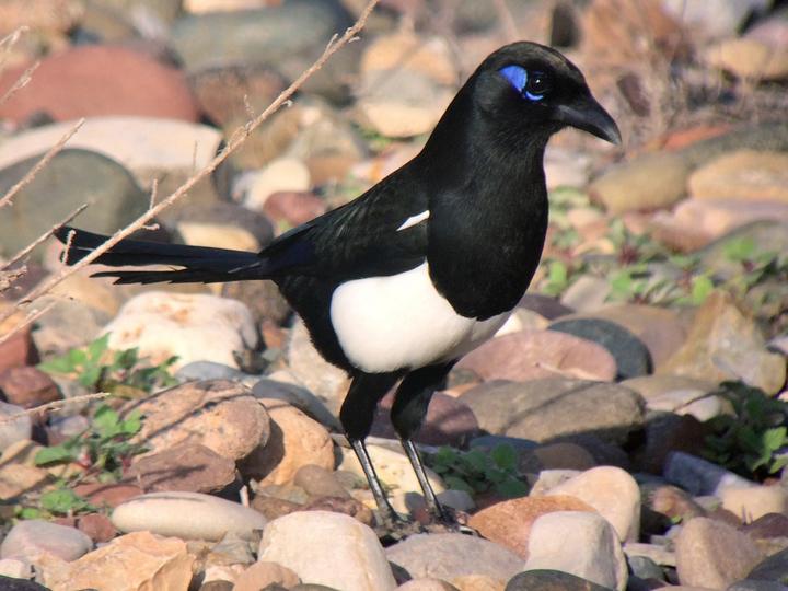 Maghreb Magpie