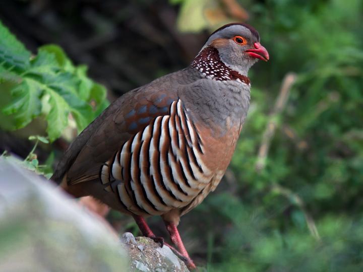 Barbary Partridge