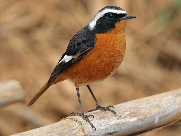 Moussier's Redstart