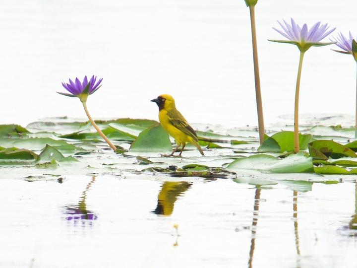 Northern Brown-throated Weaver