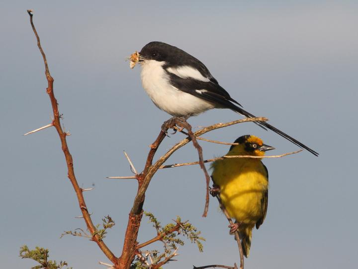 Northern Fiscal