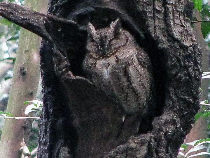 Japanese Scops Owl