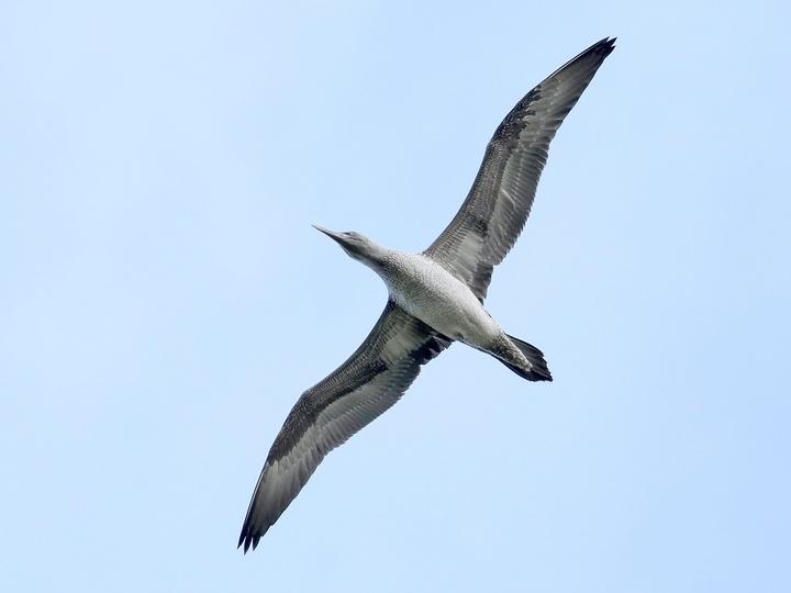 Northern Gannet