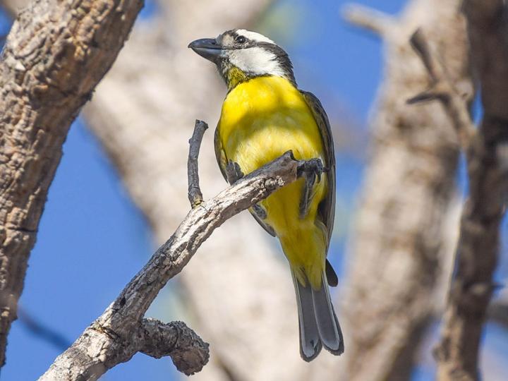 Northern Shriketit