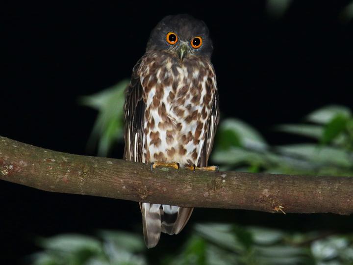 Northern Boobook