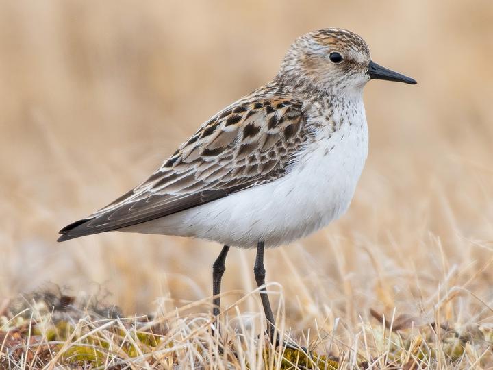 Semipalmated Sandpiper