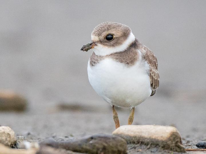 Semipalmated Plover