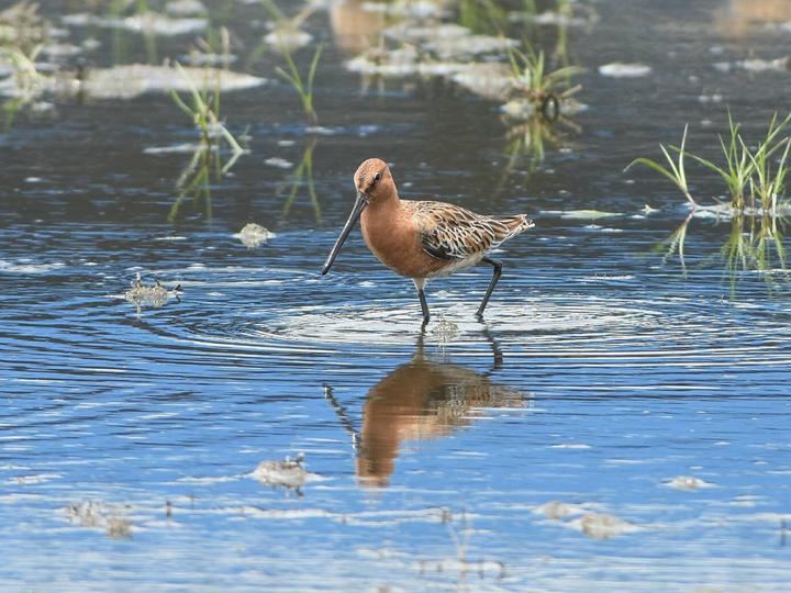 Asian Dowitcher