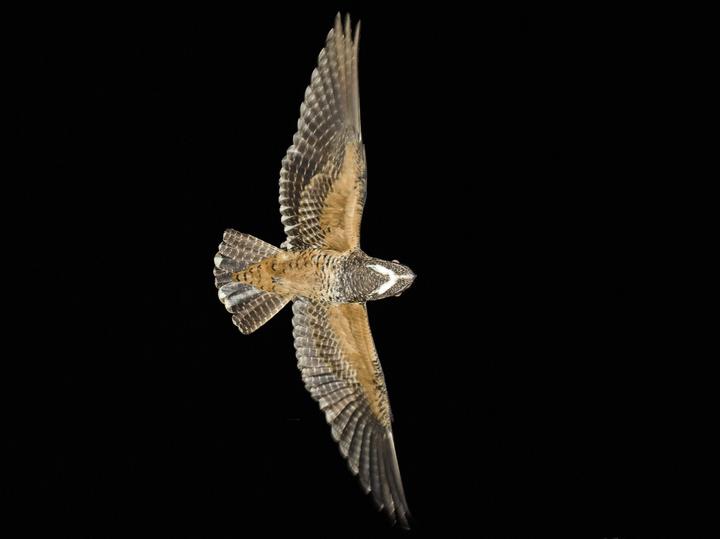 Short-tailed Nighthawk