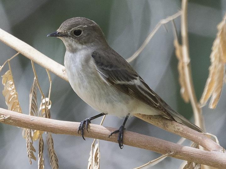 Semicollared Flycatcher