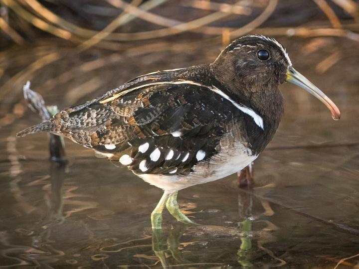 South American Painted-snipe