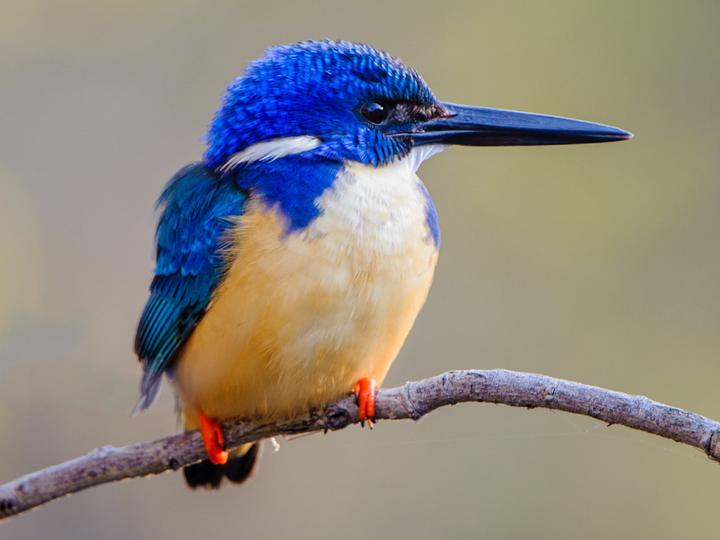 Half-collared Kingfisher