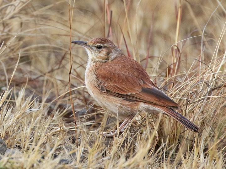 Eastern Long-billed Lark