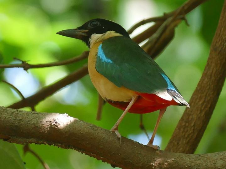 Elegant Pitta