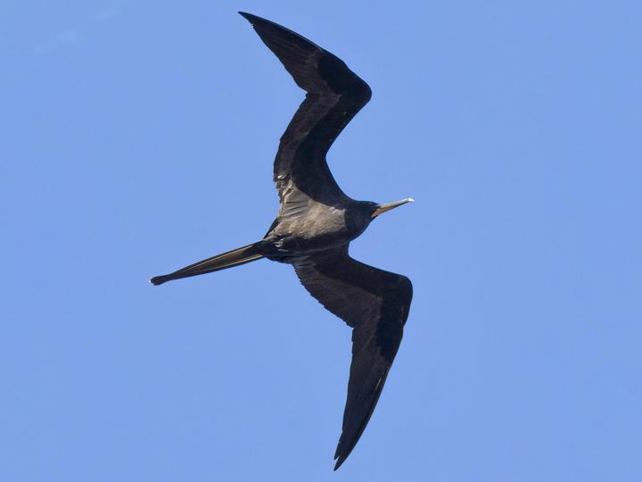 Magnificent Frigatebird