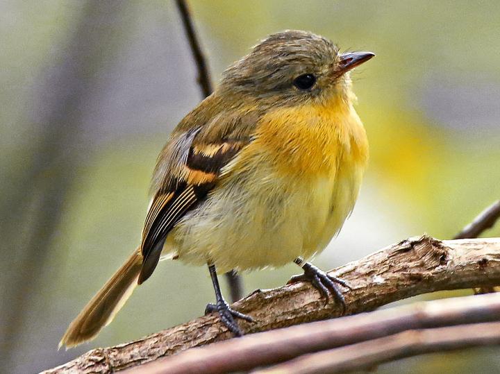 Handsome Flycatcher