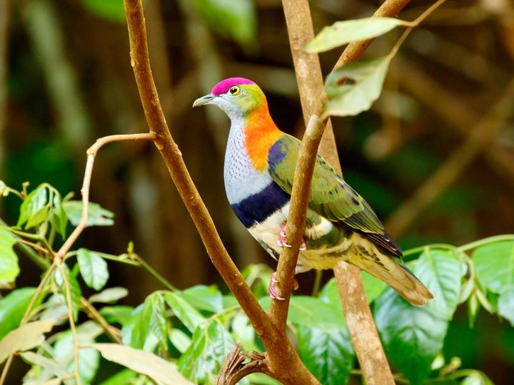 Superb Fruit Dove