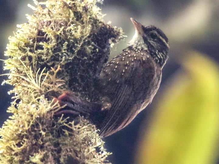 Beautiful Treerunner