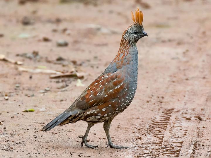 Elegant Quail