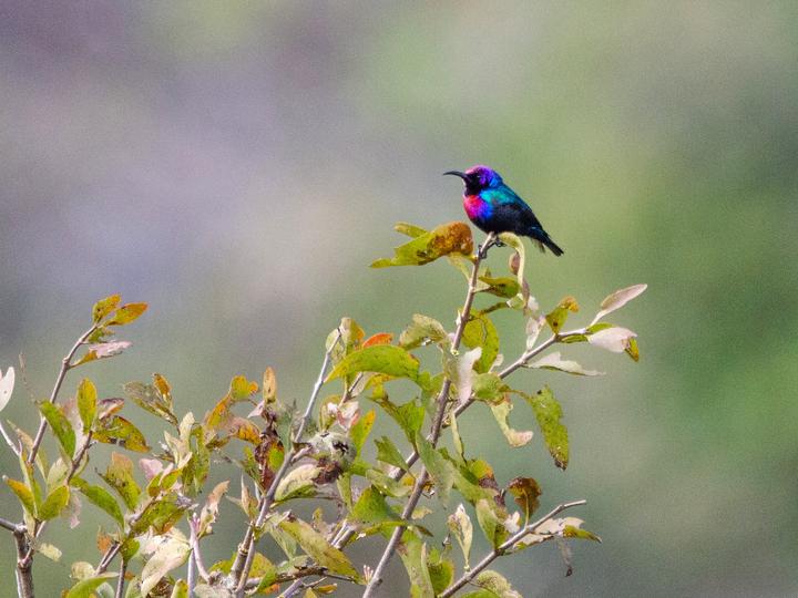 华丽花蜜鸟