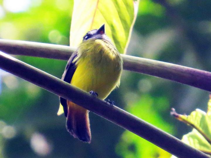 Ornate Flycatcher