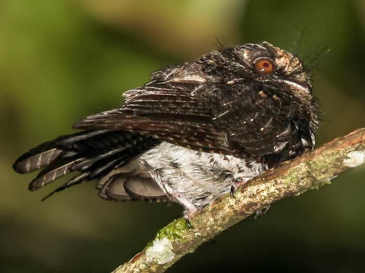 Wallace's Owlet-nightjar