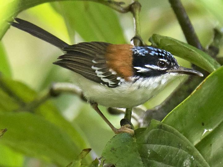 Wallace's Fairywren
