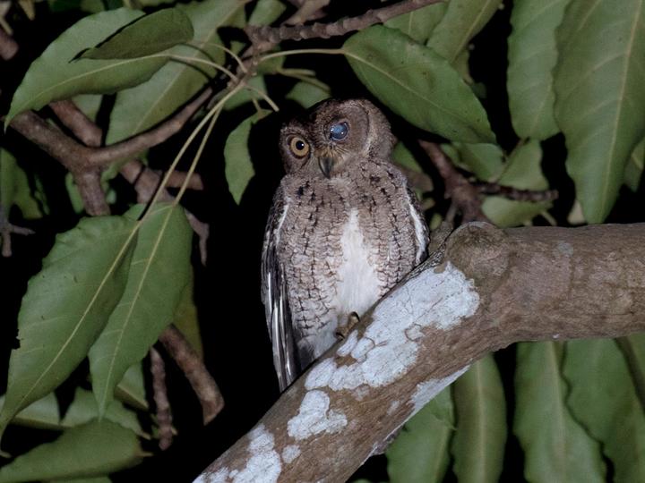 Wallace's Scops Owl