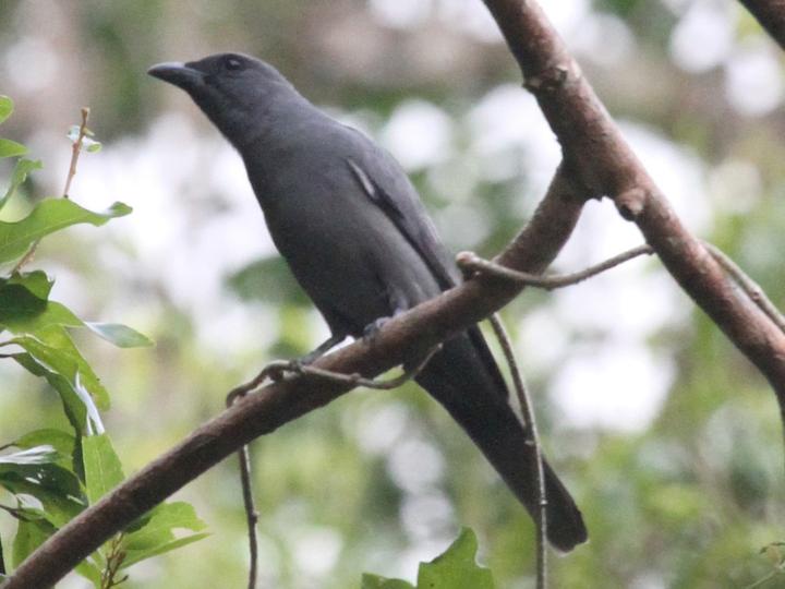 Wallacean Cuckooshrike