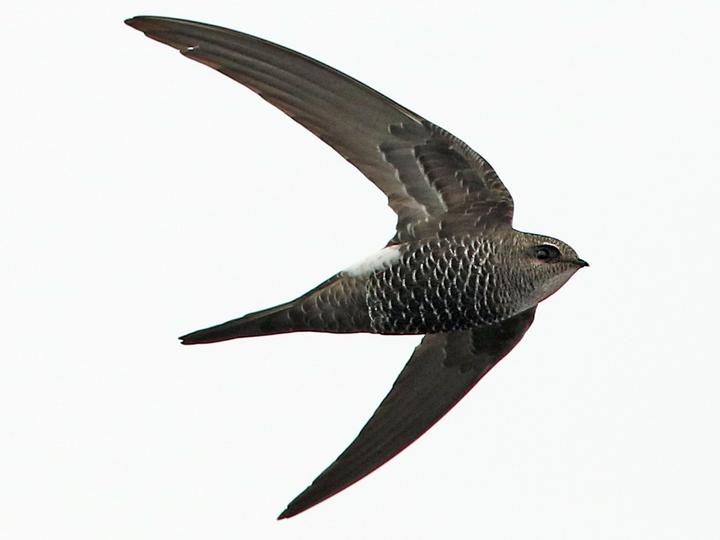 Salim Ali's Swift