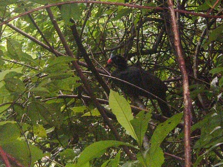 Horned Curassow
