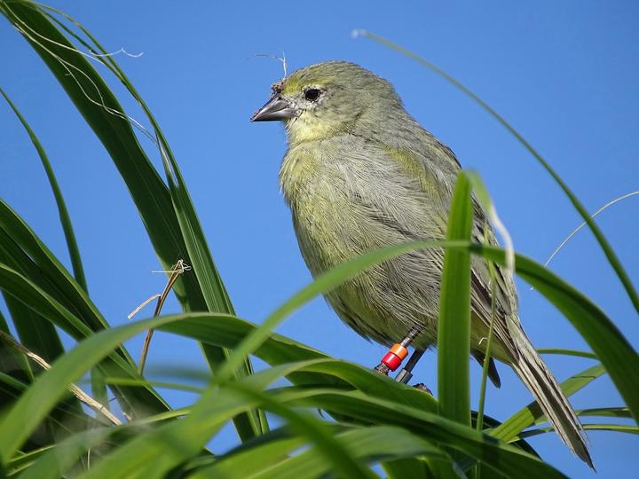 Nightingale Island Finch