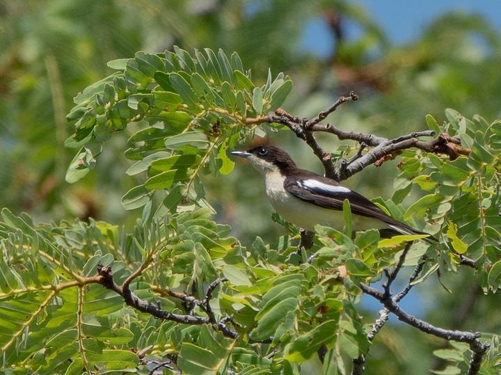 Southern Hyliota