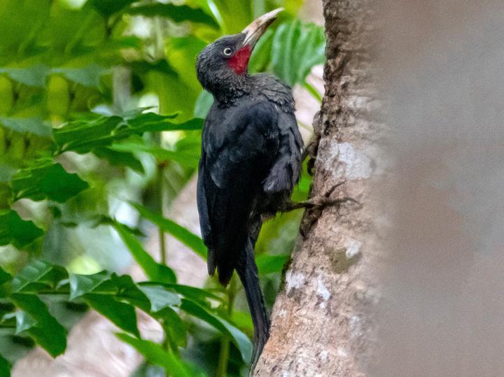 Southern Sooty Woodpecker